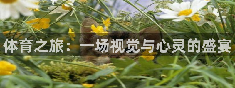 3377体育官网下载招商电话是多少啊：体育之旅：一场视觉与心